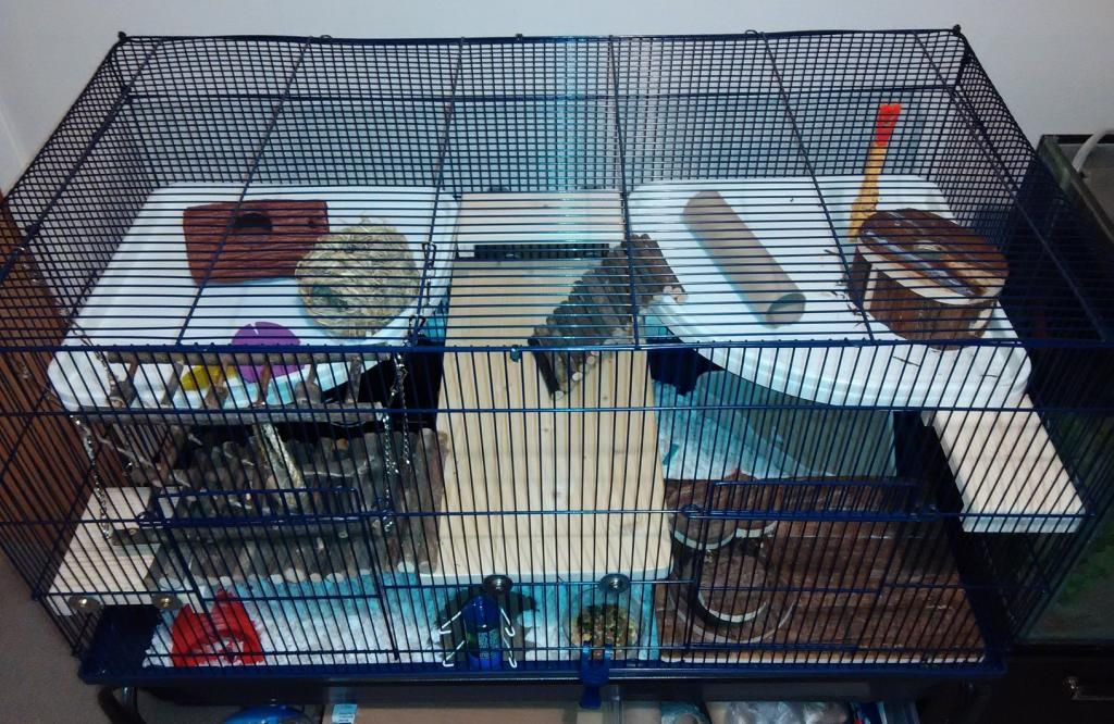 Diy Rat Cage Levels A Diy Cage For Your Pet Rats Hope you enjoy
